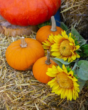 Samanlıkta üç portakal kabağı ve ayçiçeği, kırsal sonbahar natürmortu. Hasat festivalinde sebze yetiştiriyorum..