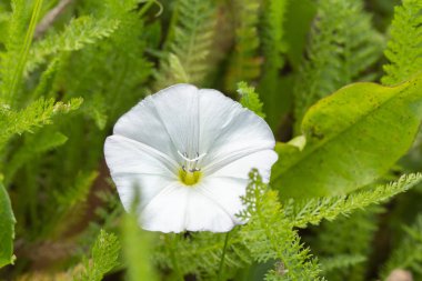 Vahşi çiçek Calystegia sepium yakın plan. Convolvulaceae ailesinin beyaz çiçeği. Yatay doğal çiçek arkaplanı