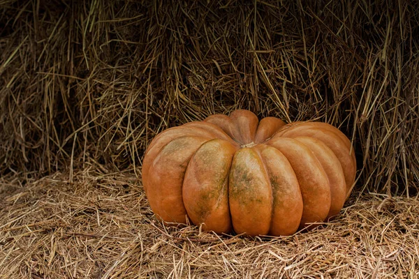 Huge beautiful pumpkin on a haystack, displays, copy space. Harvest festival, orange striped pumpkin — Stock Photo, Image