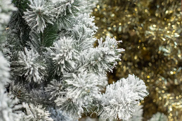 Une Branche Faux Sapin Noël Dans Givre Aiguilles Sapin Neigeux — Photo