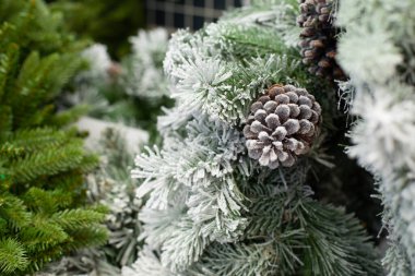 Karla kaplı Noel ağacı dalları büyük doğal bir koni ile. Yeni yıl kutlaması ve Noel arkaplanı. Yapay fidan ağacı