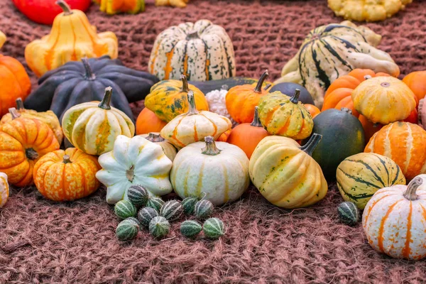 Montón Diferentes Calabazas Rayas Color Verde Anaranjado Blanco Cosecha Verduras — Foto de Stock