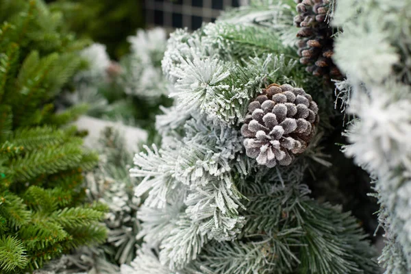 Vánoční Strom Větve Pokryté Sněhem Velkým Přírodním Kuželem Slavnostní Nový — Stock fotografie