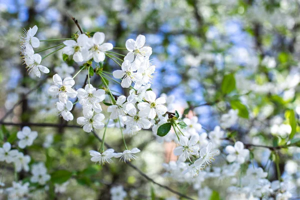 Цветущая Вишня Весенний Цветок Фермерского Сада Красивый Природный Фон Обои — стоковое фото