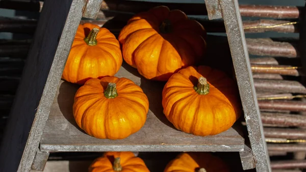 Pequeñas Calabazas Naranja Estante Madera Cultivo Primer Plano Calabaza Verduras — Foto de Stock