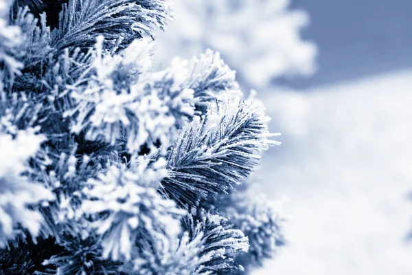 Une Branche Arbre Nouvel Dans Givre Aiguilles Sapin Neigeux Teintées — Photo