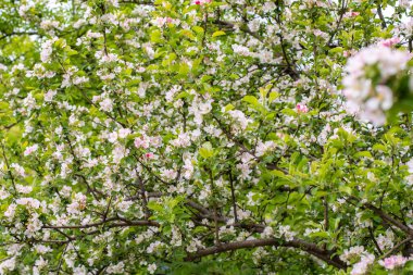 Elma çiçeği, meyve bahçesi bahar çiçeği. Narin, pembe, beyaz elma ağacı çiçeği, doğal, taze arka plan duvar kağıdı tasarımı.
