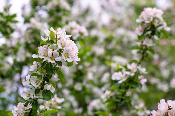 Elma çiçeği, meyve bahçesi bahar çiçeği. Elma ağacının narin pembe çiçeği. Bahçe elma ağacının doğal taze dalı