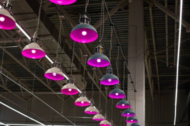 Fitolamp seti. Bitkiler için ışıklandırma, mor ışıklı lambalar çift sıra sallanıyor. Tavan lambası, arka plan