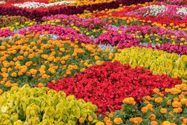 Geometrik çiçek yatağı dekorasyonu, daha pürüzsüz kareler coleus, marigold, begonya. Moskova 'nın şehir peyzajı. Doğal bitkilerin çiçek arkaplanı