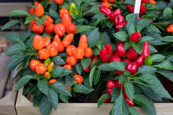 Capsicum Annuum Petit Arbuste Dans Pot Fleurs Capsicum Aux Fruits — Photo