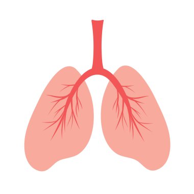 İnsan ciğerleri, insan akciğerleri ve kan damarlarının şematik renk çizimi. İnsan iç organlarının anatomik yapısı