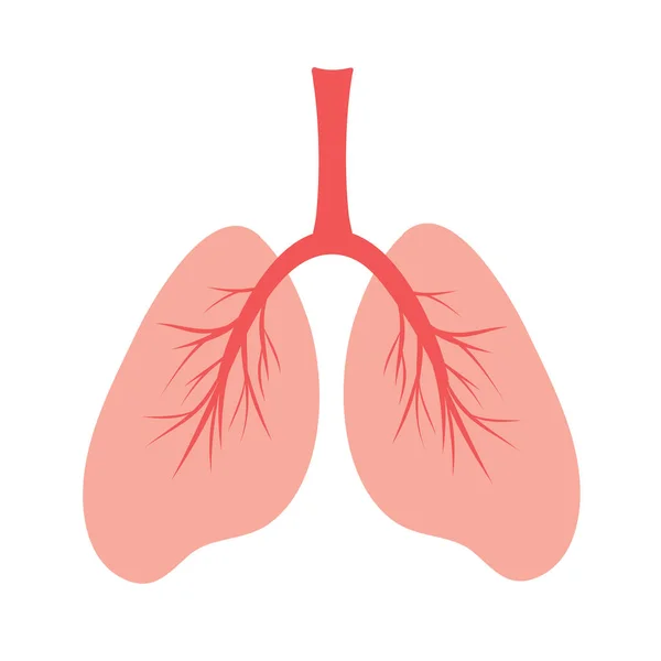 Lidské Plíce Schematické Barevné Ilustrace Lidských Plic Krevními Cévami Anatomická — Stockový vektor