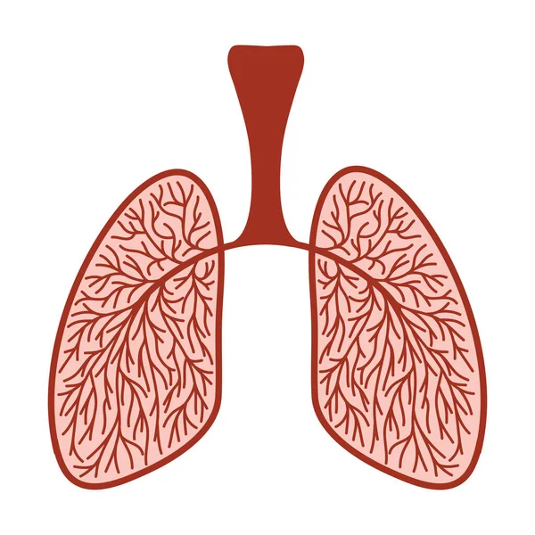 Ilustración Incompleta Los Pulmones Humanos Con Los Vasos Sanguíneos Dibujo — Vector de stock