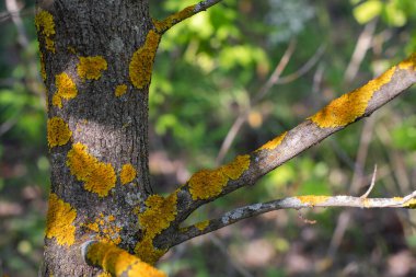 Ağaç gövdesindeki sarı kabuklu liken, yakın plan. Meyve ağacı kabuğu hastalığı, gövdenin yüzeyini ve meyve bahçesinin dallarını etkileyen sarı yosun lekeleri..