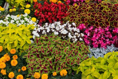 Coleus, Marigold, Begonya ve diğer süs bitkileri büyük bir çiçek tarhında kare şeklinde dikilmiş. Bahçeyi parlak sonbahar bitkileriyle süslemek, arka plan doğa