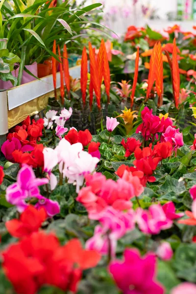 天鹅绒和古兹曼尼亚开着红色的粉红色花 花店纵向照片 — 图库照片