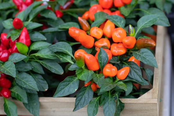 Capsicum Annuum Dans Pot Fleurs Gros Plan Capsicum Orange Fruits — Photo