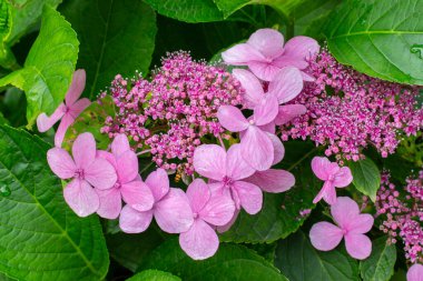 Ortanca çiçekli pembe çiçek açan tomurcuklar, yakın plan. Doğal çiçek arkaplan tasarımı. Bahçe dekoratif çiçek ortancaları