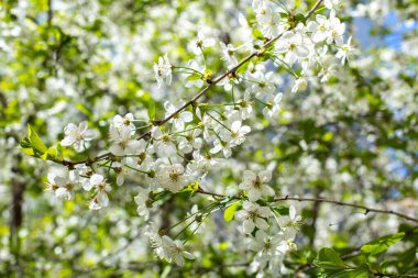 Kiraz çiçeği. Ağaç dalındaki doğal beyaz bahçeli kiraz çiçeği. Bahar mevsimi çiçek bahçeleri. Mevsimlik kiraz ağacı, doğa arka planı duvar kağıdı.