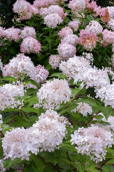 Hydrangea Květ Bílá Růže Keř Přírodní Zahradní Květiny Vertikální Fotografie — Stock fotografie