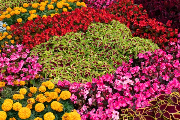 Coleus Marigold Begonia Sezonowej Dekoracji Ulic Miasta Moskwa Tło — Zdjęcie stockowe