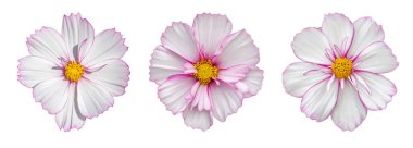Cosmos flower blossom entirely isolated on white background. Delicate pink white cosmos flower, isolate design element clipart