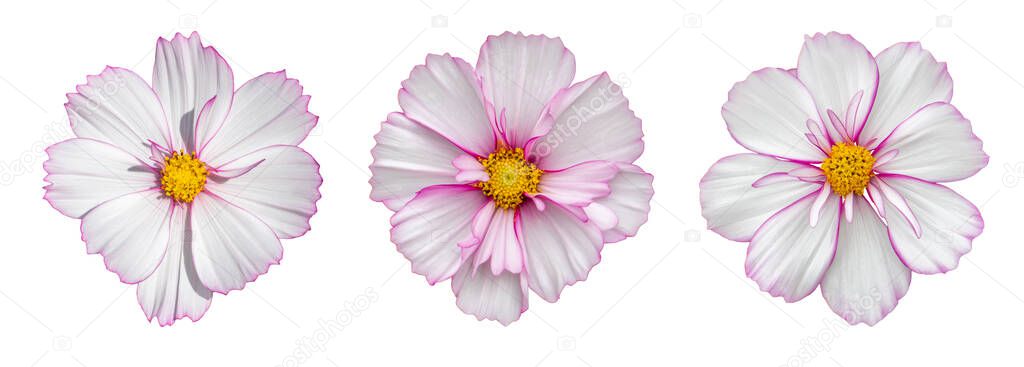 Cosmos flower blossom entirely isolated on white background. Delicate pink white cosmos flower, isolate design element