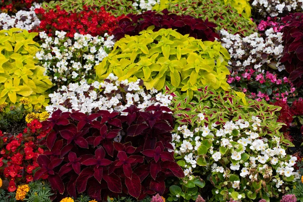Autumn paints coleus, marigold, begonia on Moscow flower beds. Floral background backdrop, landscaping and garden decoration — Stock Image Autumn Paints Coleus Marigold Begonia Moscow Flower Beds Floral Background Stock Image