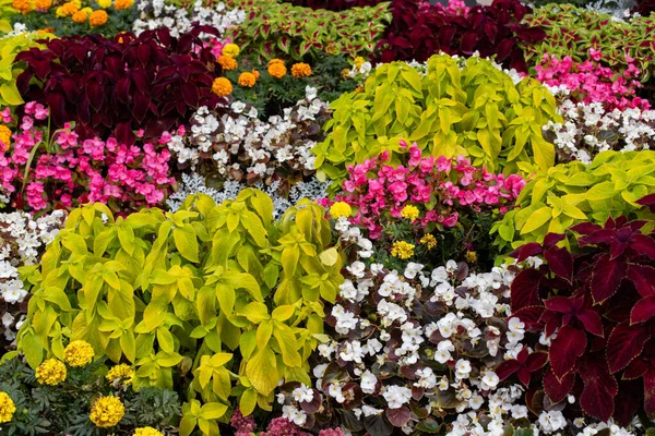 Piante Ornamentali Autunnali Coleus Begonia Decorare Giardino Sfondo Floreale Naturale — Foto Stock