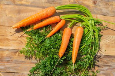 Bahçe havucu, beş farklı kökten. Bahçeden toplanan olgun çiftlik sebzeleri, turuncu havuç hasadı.