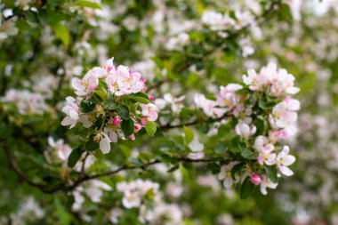 Narin gül yapraklı bahar çiçekleri. İlkbaharda elma çiçeği, arka plan duvar kağıdı