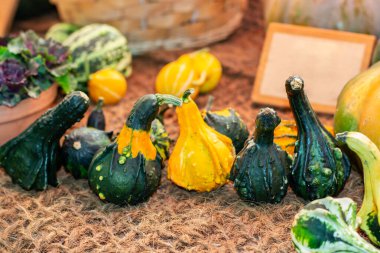 Hasır üzerinde koyu yeşil turuncu bir balkabağı. Küçük bir cucurbita kabağı hasat et. Balkabağıyla canlı bir hayat