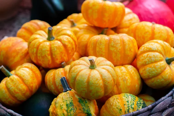 Varias Calabazas Amarillas Anaranjadas Cerca Pequeña Calabaza Rayada Festival Cosecha — Foto de Stock