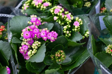 Pembe Kalanchoe çiçeği, yeşil yapraklı çiçek çalısı, sulu bitki. Çiçekli Kalanchoe yakın plan.
