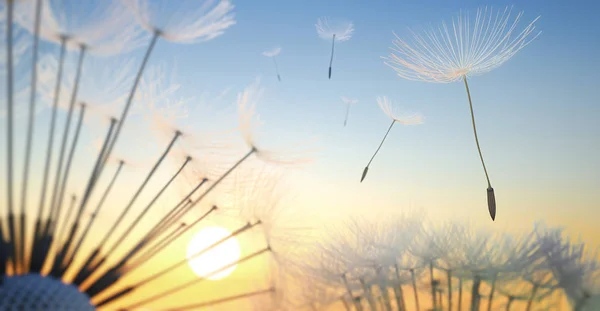 Pusteblume Closeup Sonnenuntergang Dandelion — Stock Fotó