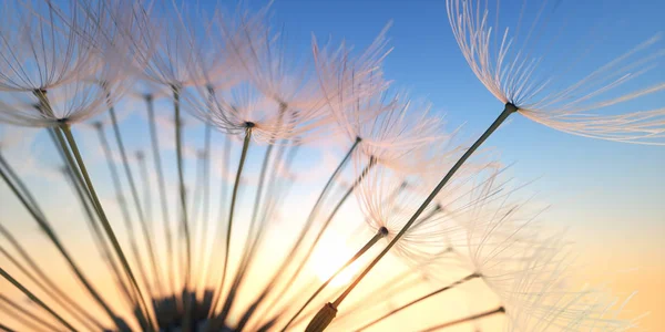 Pusteblume Abendstimmung Sonnenuntergang Dandelion — Stock Fotó