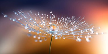Pusteblume mit Tautropfen - Karahindiba