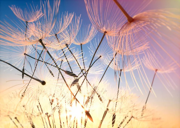 Pusteblume Closeup Sonnenuntergang Dandelion — Stock Fotó