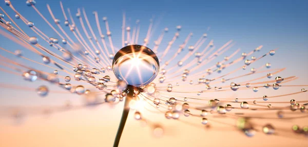 Pusteblume mit Tautropfen - Karahindiba
