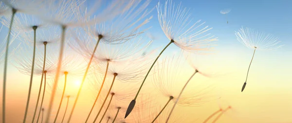 Pusteblume Closeup im Sonnenuntergang - Karahindiba