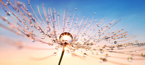 Pusteblume Abendstimmung Sonnenuntergang Dandelion — Fotografia de Stock