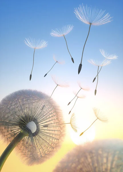 Ganze Pusteblume Abendlicht Dandelion — Stock Fotó