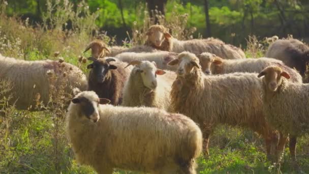 Ovejas en un prado verde — Vídeo de stock