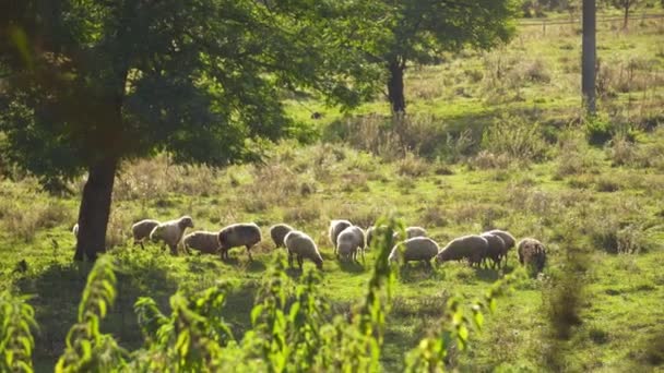 Ovejas en un prado verde — Vídeo de stock