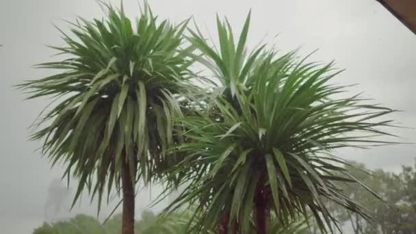 Palmeras verdes en la lluvia torrencial — Vídeos de Stock