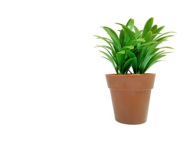 Beyaz duvar kağıdı izole kahverengi tencerede Ağaç