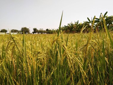 Pirinç alan gökyüzü bulut duvar kağıdı, manzara görünümü