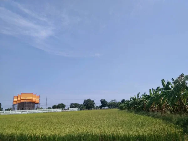 Рисове Поле Зелена Трава Блакитне Небо Шпалери — стокове фото