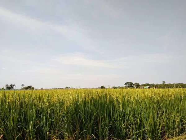 Рисове Поле Зелена Трава Блакитне Небо Шпалери — стокове фото